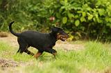 BEAUCERON - PUPPIES 283